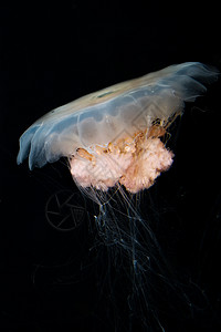 水水母鱼黑色照片海蜇触手漂浮海洋动物图片