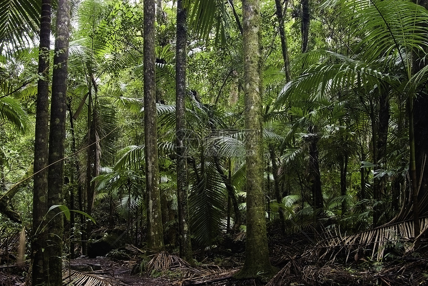 雨林荒野森林树木国家植物风景公园照片图片