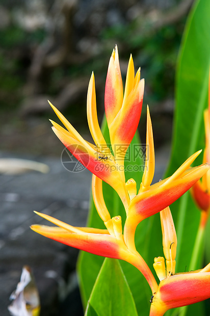 天堂花朵植物群花瓣红色植物黄色花园植物学木兰橙子异国图片