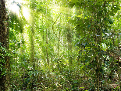 雨林中的阳光荒野森林射线树蕨横梁太阳光线植物世界遗产环境图片