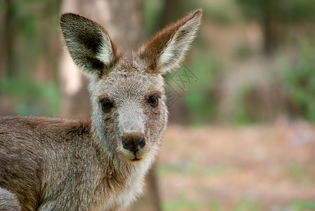 澳洲袋鼠图标哺乳动物动物毛皮小袋鼠野生动物照片图片