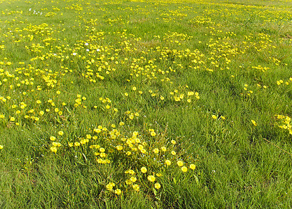 黄黄野向花朵苦菜蓝天风景白色小生菜黄色图片