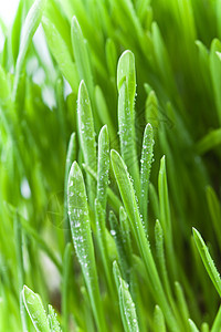 湿绿草水滴植物群淋浴生长燕麦场地季节草地环境水分图片