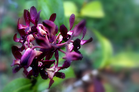 兰花紫色背景图片