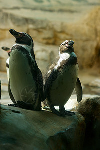 两只企鹅动物群翅膀羽毛夫妻团体宠物野生动物黑色岩石生活图片