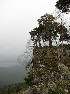 储备金准备金青菜松树植物群爬坡草药花朵旅行天空高地全景图片