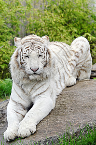 白老虎动物园动物荒野野生动物猫科捕食者哺乳动物动物学食肉公园图片