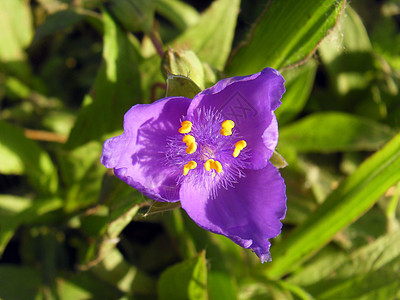 紫丁露草图片