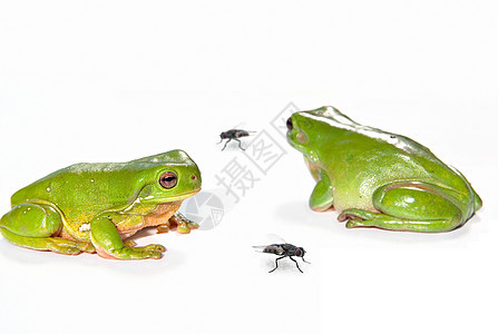 两只绿树青蛙和两只苍蝇图片