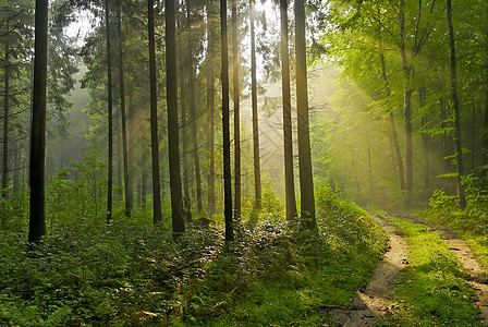 森林林地神光阳光射线木头国家车道小路农村图片