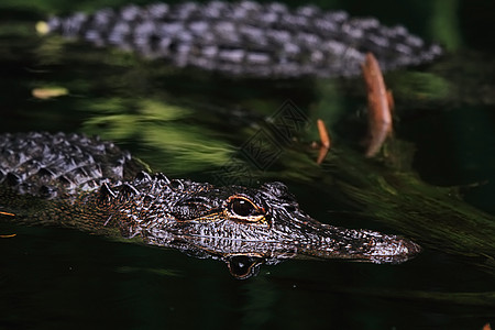 美洲鳄鱼沼泽日志乡村吻鳄动物休息闸机反射湿地图片
