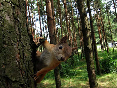 树上的松松鼠毛皮尾巴动物群动物森林荒野背景图片