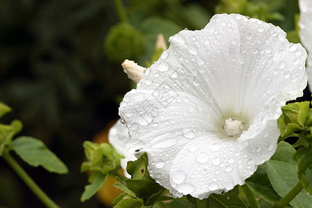 雨后白花背景图片