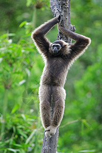 泰国猴子Gibbon 猴子旅行国家红树异国情调树木长臂猿丛林隐藏公园背景