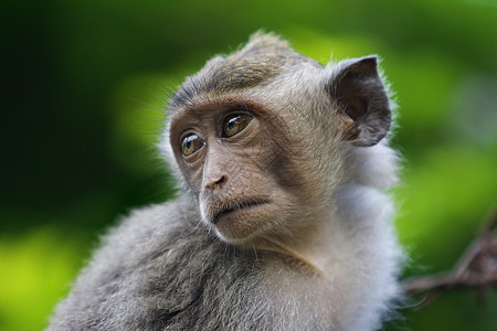 Macaque 猴子树木情调隐藏红树公园猕猴婴儿丛林异国孩子图片