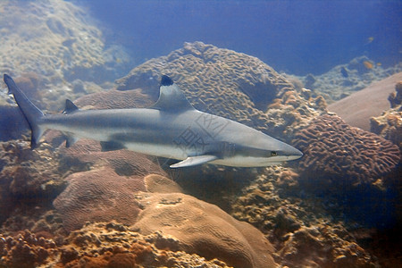 黑礁鲨鱼潜水黑色珊瑚眼睛游泳呼吸管海洋八龙黑鳍潜点图片
