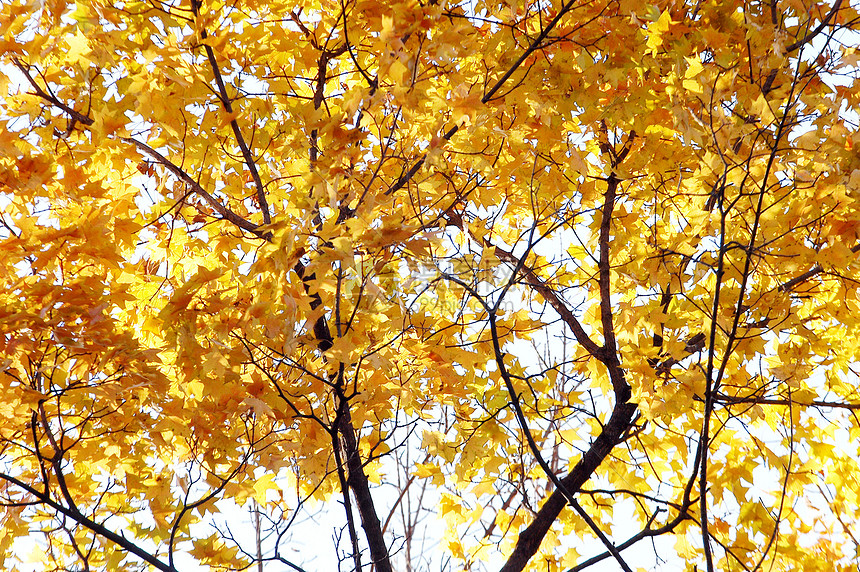 金秋假叶子季节黄色橙子树叶金子图片