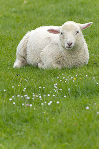 爱尔兰绵羊爬坡农业白色场地乡村绿色农场场景内存土地图片