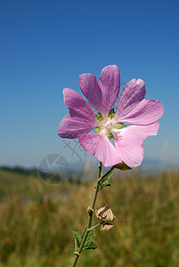 野牛站在天空对面植物群植物学圣杯叶子蓝色宏观花瓣花萼植物粉色图片