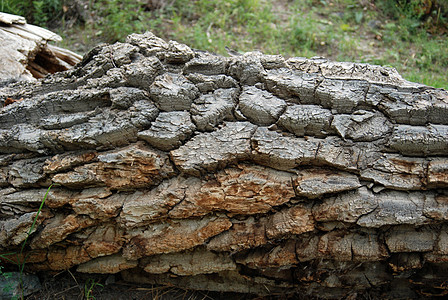 树皮树桩恶化森林橡木崎岖衰变软木皮肤材料木材图片