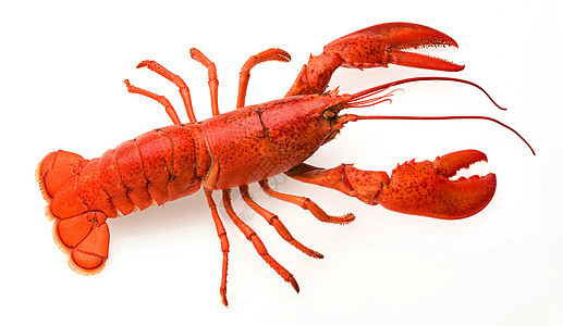 龙虾红色食物动物营养品橙子甲壳白色脊椎动物背景图片