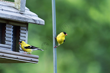美国戈德芬奇鸟器黑色选择性翅雀野生动物鸟类男性院子黄色焦点图片