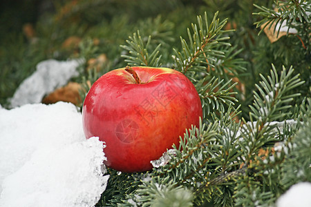 红苹果背景照片红色松树绿色新年一张照片白色图片