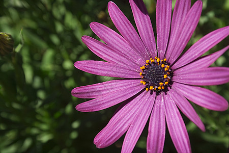 紫花花花瓣植物植物群生物学叶子紫色环境花园植物学雏菊图片