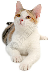 白色背景上的猫头发动物群乐趣猫咪眼睛动物姿势晶须条纹鼻子图片