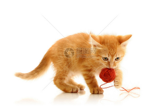 小玩小猫咪动物红色白色好奇心柔软度羊毛猫咪小猫眼睛棕色图片