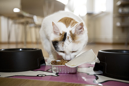 吃猫食塑料餐具甲板食物宠物图片