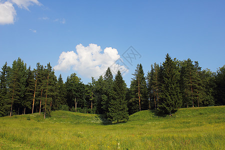 一片树叶农村景观桦木驾驶国家公园野花牧场场地旅行树叶旅程背景