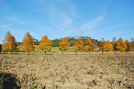 托斯卡纳的秋天风景晴天藤蔓葡萄园农田场地蓝色场景山坡国家全景图片