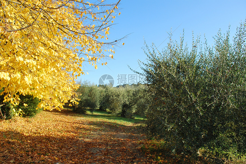 秋季旅行藤蔓爬坡山坡晴天全景农村葡萄园植被环境图片
