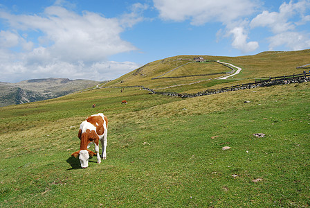 山区地貌旅游冰川森林高地镜子反射晴天风景全景地块图片