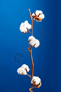 棉花植物蓝色环境织工枝条农业纺织品绿色灌木农场质量图片