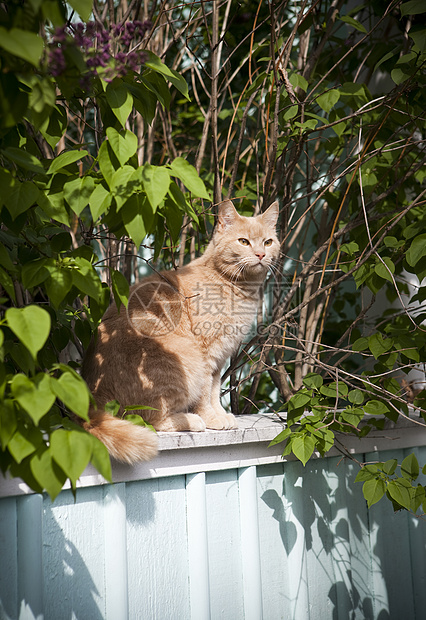 猫在栅栏上谷仓小猫狩猎栏杆石头围墙农业动物田园风光图片