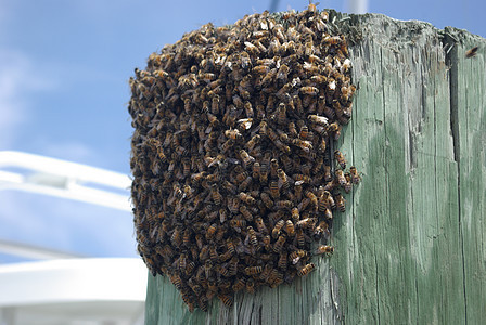 蜜蜂蜂巢天空昆虫背景图片