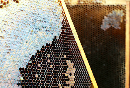 蜜网蜂蜜食物蜂窝蜜蜂药品背景图片