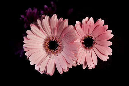 粉色菊花植物学植物雏菊植物群花瓣图片