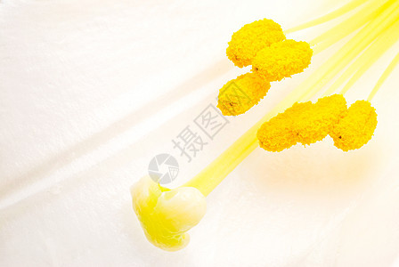 白百丽花内衣宏观白色美丽花瓣植物雌蕊橙子花粉黄色图片