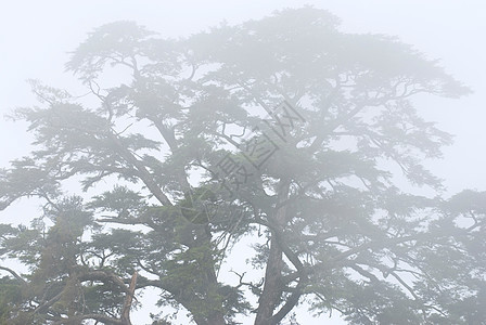 林中有雾的松树薄雾场景艺术季节植物阴影荒野木头林地森林图片