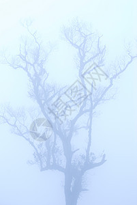 寒冬深雾下秃树图片