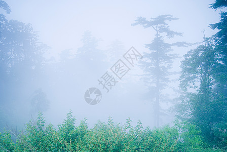 林中有雾的松树场景艺术公园森林叶子魔法林地荒野季节天空图片
