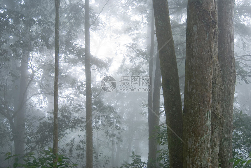 有雾的松树林艺术季节木头场景公园荒野林地天空植物叶子图片