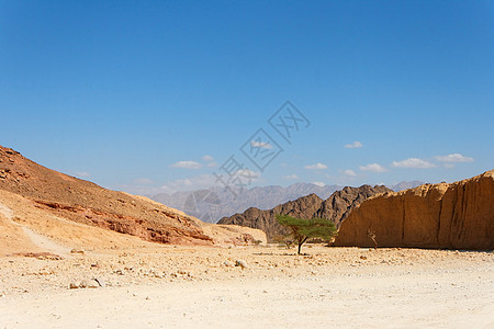 以色列Eilat附近的沙漠景观 树木有刺青图片