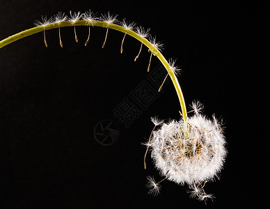 花生种子宏观后代生育力柔软度植物生长植物学杂草精灵场景图片