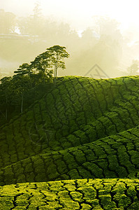 茶叶农场草地树木植物射线财产情绪高地线条辉光植物群图片