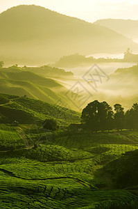 茶叶农场情绪场地线条荣耀种植园辉光草地植物爬坡纹理图片