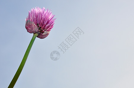 洋葱花花园植物学花期天空紫色粉色草本植物图片